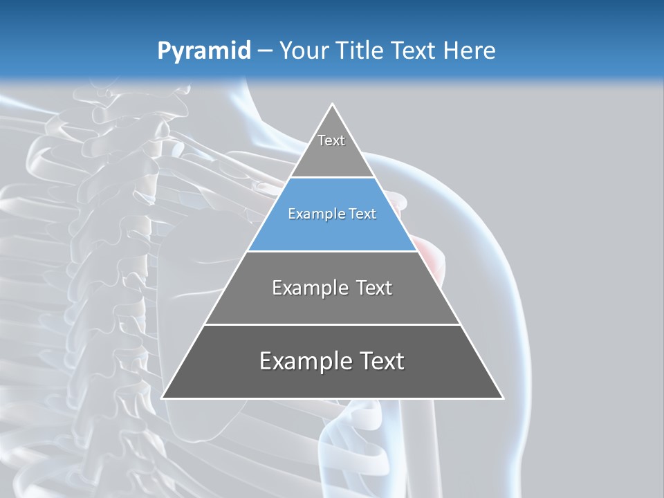A Skeleton With A Highlighted Shoulder Is Shown In This Powerpoint Presentation PowerPoint Template