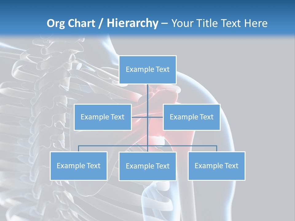 A Skeleton With A Highlighted Shoulder Is Shown In This Powerpoint Presentation PowerPoint Template