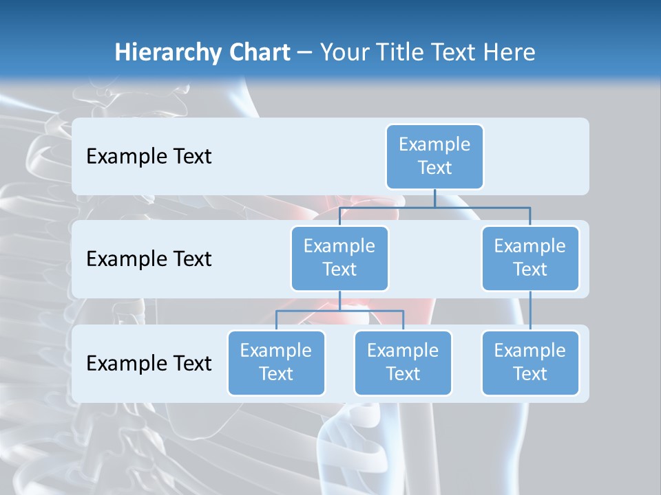 A Skeleton With A Highlighted Shoulder Is Shown In This Powerpoint Presentation PowerPoint Template
