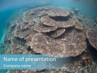 A Large Group Of Corals In The Ocean PowerPoint Template