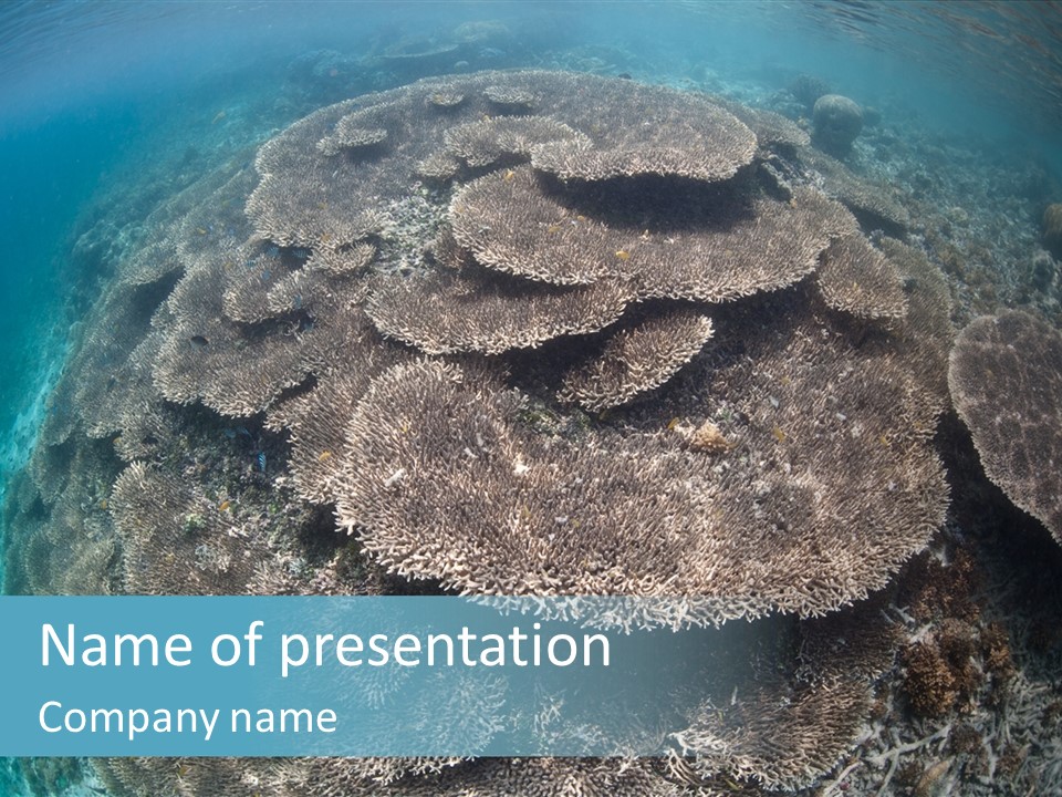 A Large Group Of Corals In The Ocean PowerPoint Template