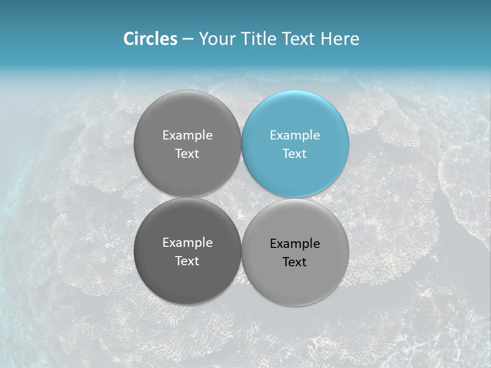 A Large Group Of Corals In The Ocean PowerPoint Template