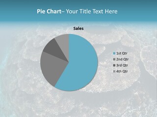 A Large Group Of Corals In The Ocean PowerPoint Template