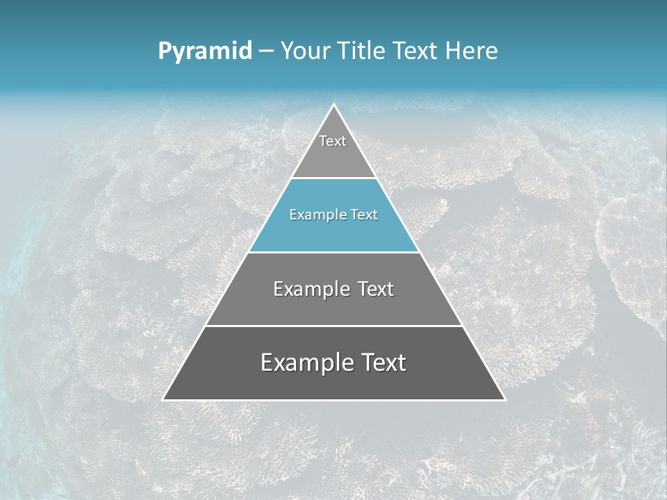 A Large Group Of Corals In The Ocean PowerPoint Template
