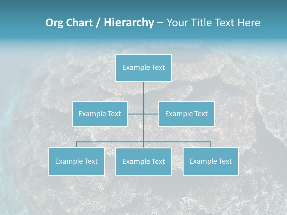A Large Group Of Corals In The Ocean PowerPoint Template