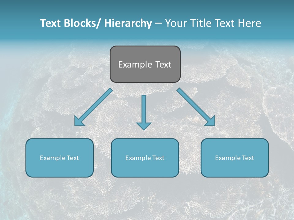 A Large Group Of Corals In The Ocean PowerPoint Template
