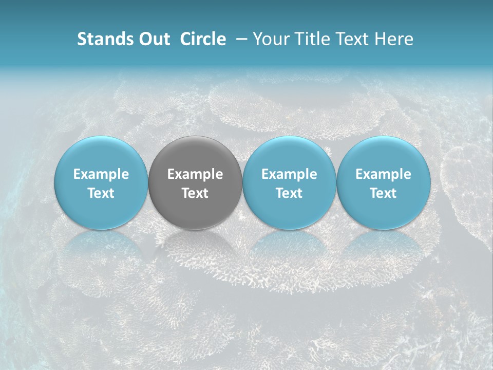 A Large Group Of Corals In The Ocean PowerPoint Template