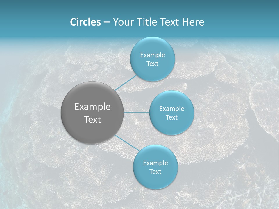 A Large Group Of Corals In The Ocean PowerPoint Template