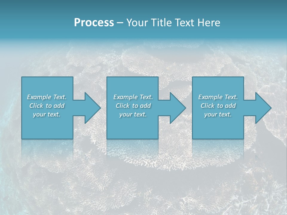 A Large Group Of Corals In The Ocean PowerPoint Template