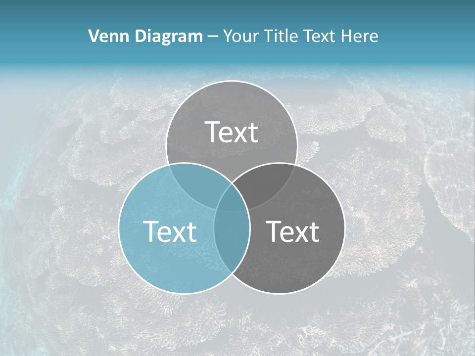 A Large Group Of Corals In The Ocean PowerPoint Template