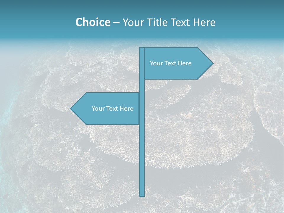 A Large Group Of Corals In The Ocean PowerPoint Template