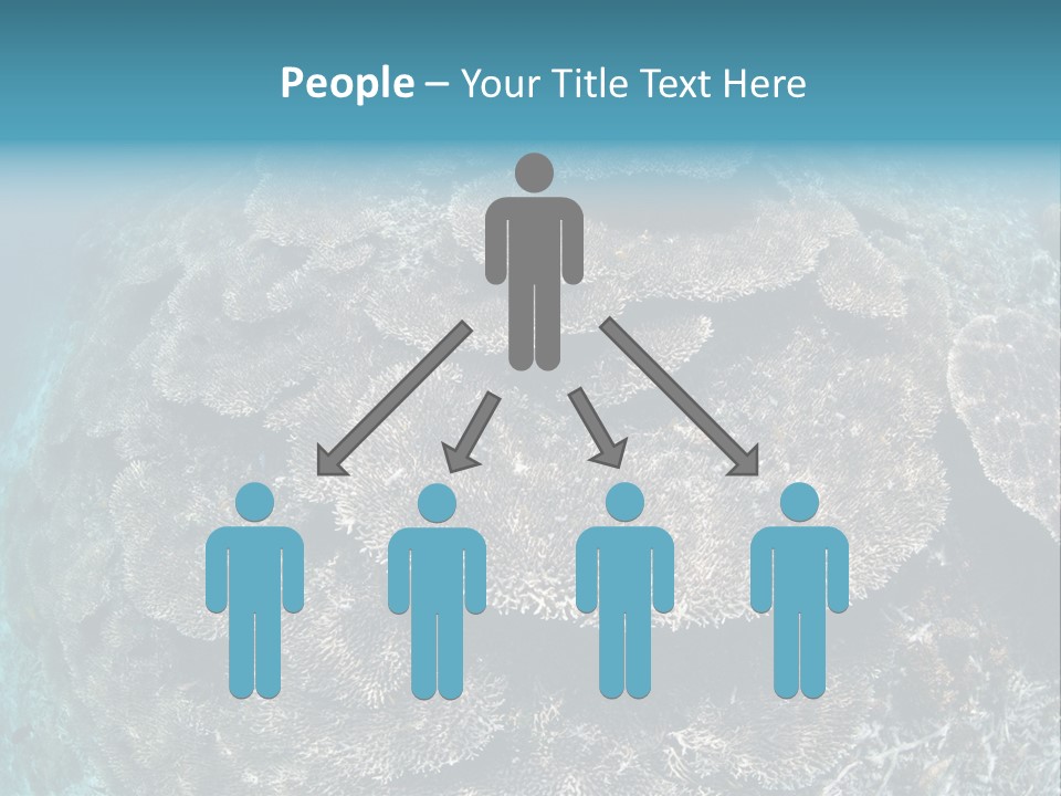 A Large Group Of Corals In The Ocean PowerPoint Template