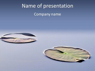 Two Water Lilies Floating On Top Of A Lake PowerPoint Template