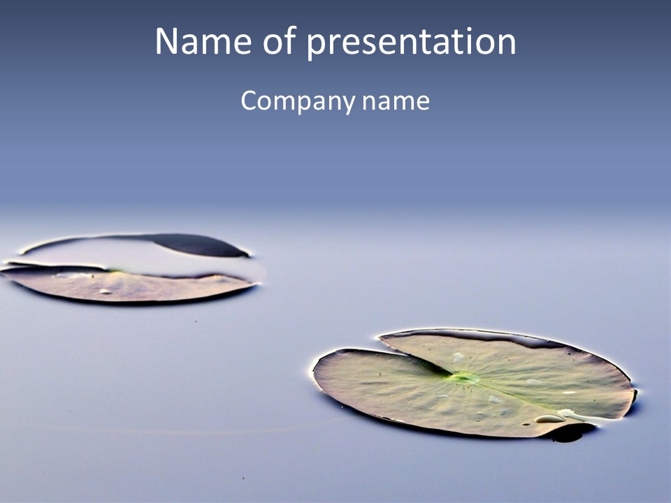 Two Water Lilies Floating On Top Of A Lake PowerPoint Template