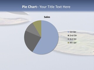 Two Water Lilies Floating On Top Of A Lake PowerPoint Template
