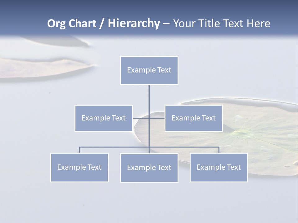 Two Water Lilies Floating On Top Of A Lake PowerPoint Template