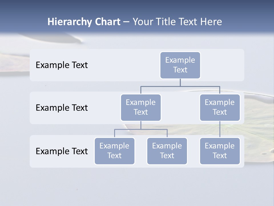 Two Water Lilies Floating On Top Of A Lake PowerPoint Template