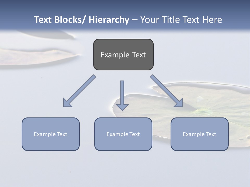 Two Water Lilies Floating On Top Of A Lake PowerPoint Template