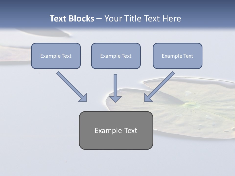Two Water Lilies Floating On Top Of A Lake PowerPoint Template
