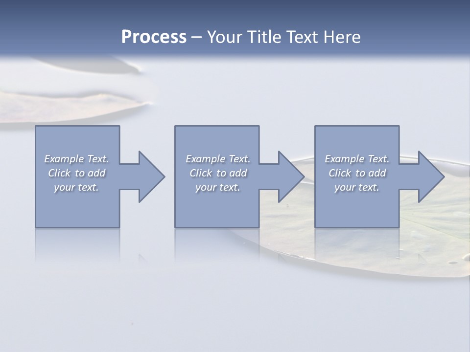 Two Water Lilies Floating On Top Of A Lake PowerPoint Template