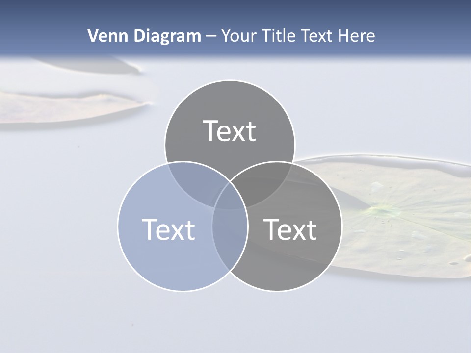 Two Water Lilies Floating On Top Of A Lake PowerPoint Template