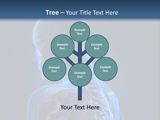 A Skeleton Is Shown With A Blue Background PowerPoint Template