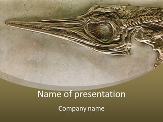 A Large Bird With A Long Beak Is Shown In This Presentation PowerPoint Template