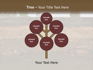 A Water Source With A Tree In The Background PowerPoint Template