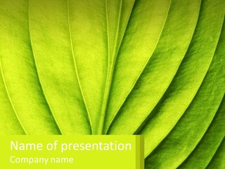 A Green Leaf Powerpoint Presentation PowerPoint Template