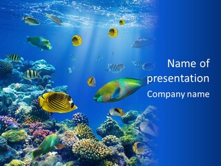 A Group Of Fish Swimming Over A Coral Reef PowerPoint Template