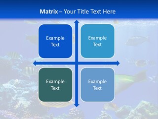 A Group Of Fish Swimming Over A Coral Reef PowerPoint Template