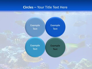 A Group Of Fish Swimming Over A Coral Reef PowerPoint Template