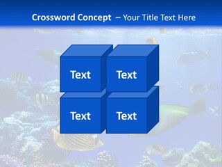 A Group Of Fish Swimming Over A Coral Reef PowerPoint Template