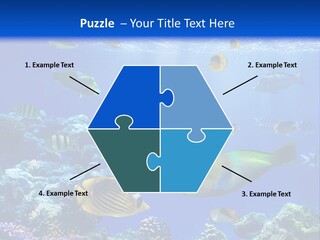 A Group Of Fish Swimming Over A Coral Reef PowerPoint Template