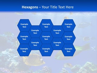 A Group Of Fish Swimming Over A Coral Reef PowerPoint Template