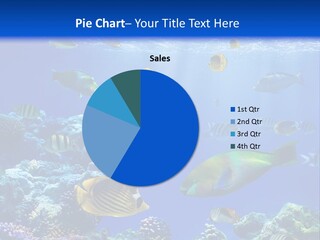 A Group Of Fish Swimming Over A Coral Reef PowerPoint Template