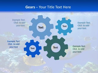 A Group Of Fish Swimming Over A Coral Reef PowerPoint Template