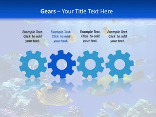 A Group Of Fish Swimming Over A Coral Reef PowerPoint Template