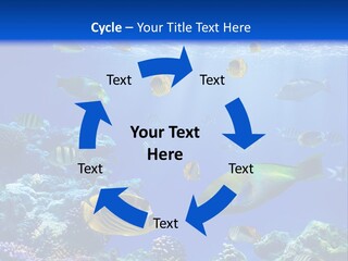 A Group Of Fish Swimming Over A Coral Reef PowerPoint Template
