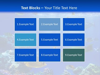 A Group Of Fish Swimming Over A Coral Reef PowerPoint Template