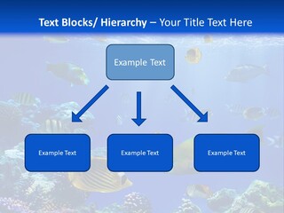 A Group Of Fish Swimming Over A Coral Reef PowerPoint Template