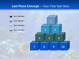A Group Of Fish Swimming Over A Coral Reef PowerPoint Template