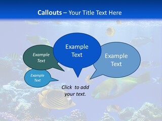 A Group Of Fish Swimming Over A Coral Reef PowerPoint Template