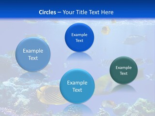 A Group Of Fish Swimming Over A Coral Reef PowerPoint Template