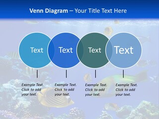 A Group Of Fish Swimming Over A Coral Reef PowerPoint Template