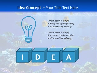 A Group Of Fish Swimming Over A Coral Reef PowerPoint Template