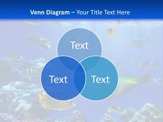 A Group Of Fish Swimming Over A Coral Reef PowerPoint Template