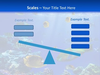 A Group Of Fish Swimming Over A Coral Reef PowerPoint Template