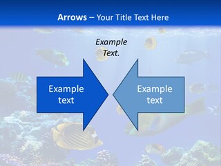 A Group Of Fish Swimming Over A Coral Reef PowerPoint Template