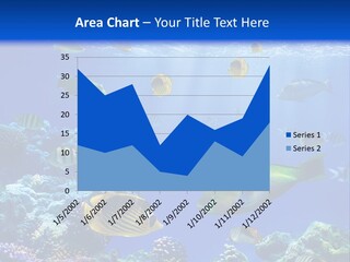 A Group Of Fish Swimming Over A Coral Reef PowerPoint Template